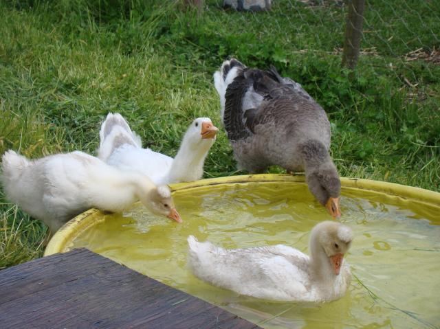 54686_swimming_goose_021.jpg