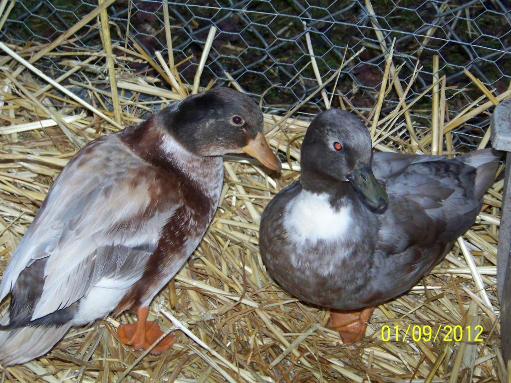 54686_todays_pics_of_ducks_008.jpg