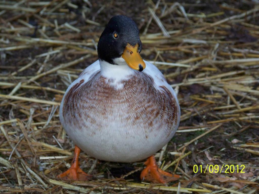 54686_todays_pics_of_ducks_013.jpg