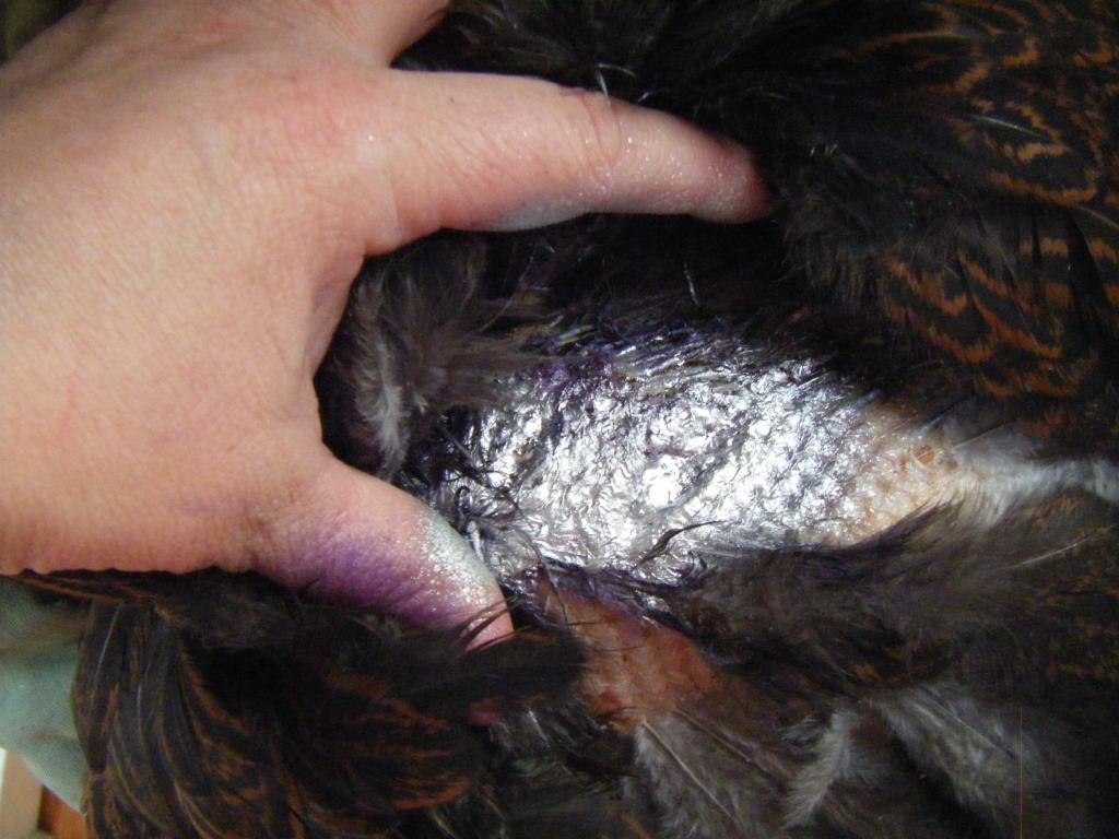 54722_chicken_wounds_002.jpg