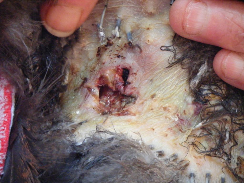 54722_chicken_wounds_003.jpg