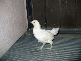 54758_chick_8.jpg