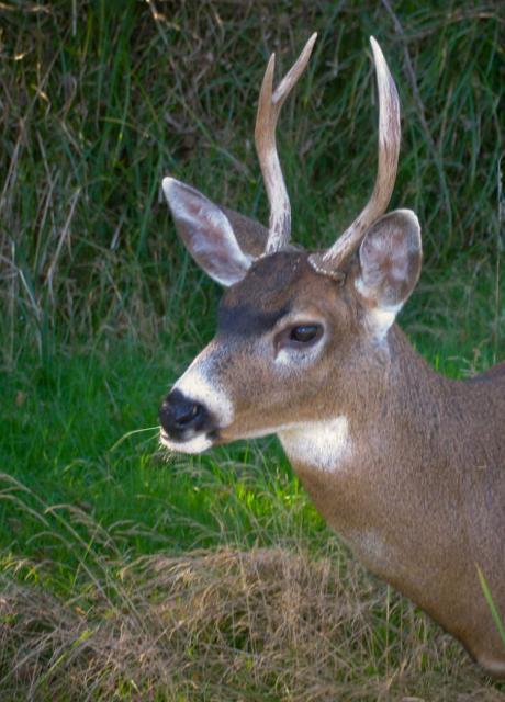 54793_buck_3.jpg