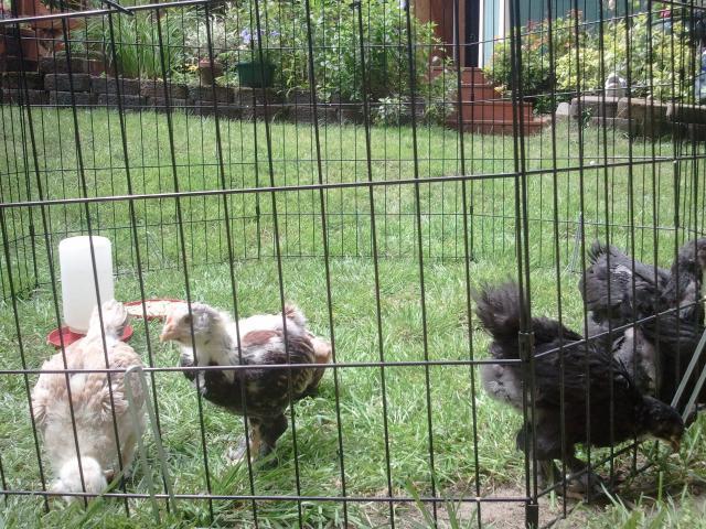 54793_chicks_outside_4.jpg