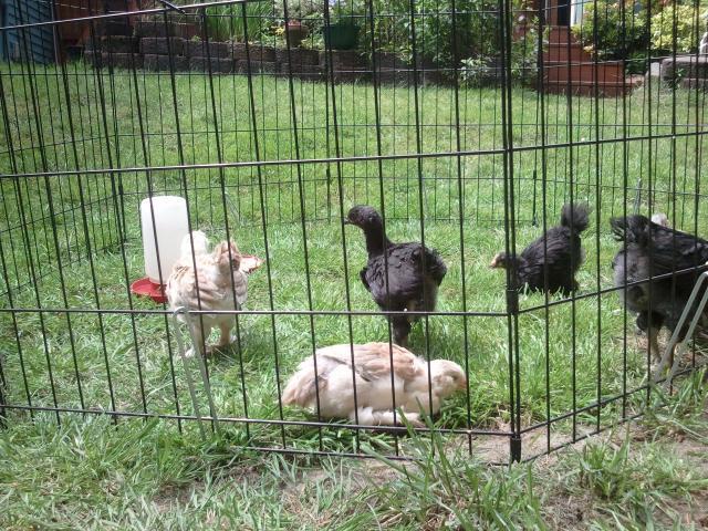 54793_chicks_outside_5.jpg