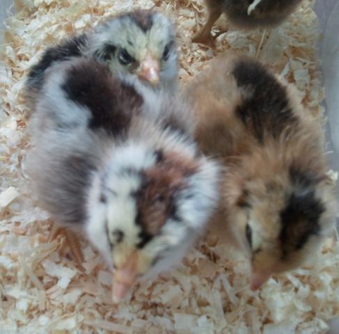 54793_ee_chicks_4_edit.jpg