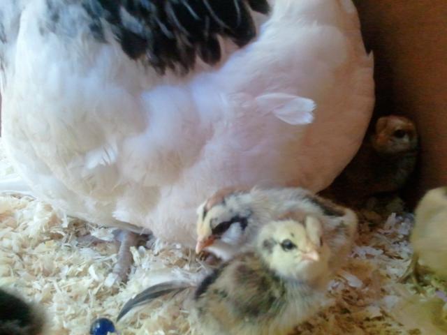 54793_ee_chicks_6_edit.jpg