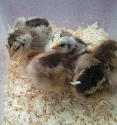 54793_ee_chicks_7_edit.jpg