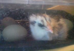 54793_first_ee_egg_chick_hatched.jpg