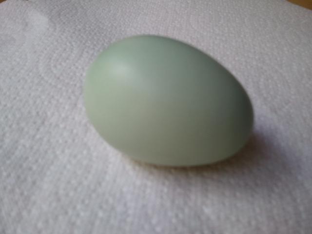 54793_harpers_first_egg_1.jpg
