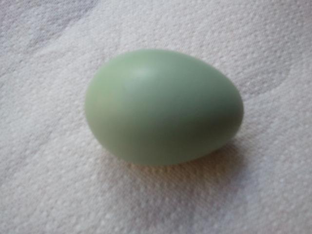 54793_harpers_first_egg_2.jpg