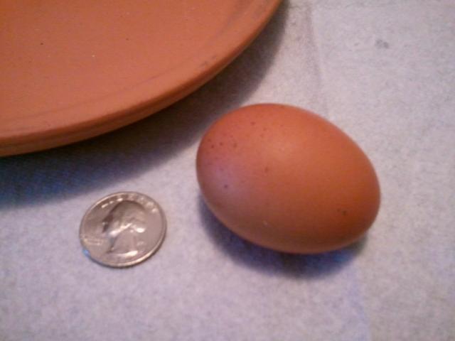 54793_mimis_first_egg.jpg