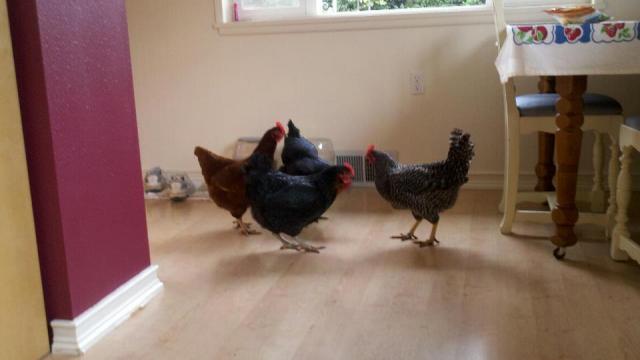 54793_phylliss_kitchen_chickens.jpg