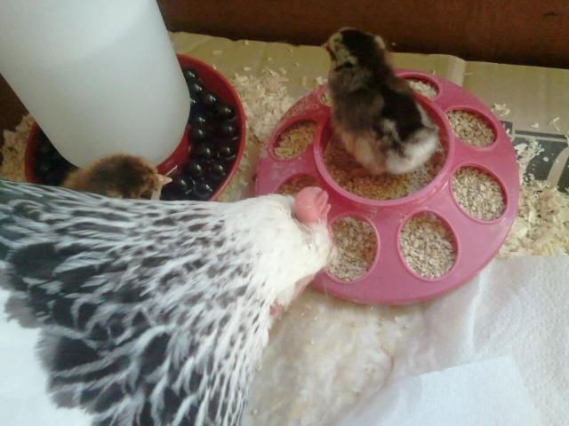 54793_whitey_and_her_hatched_chicks.jpg