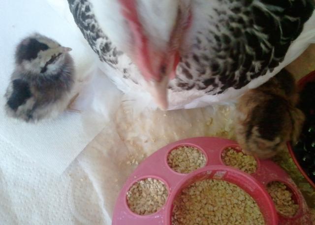 54793_whitey_and_her_hatched_chicks_2_edit.jpg
