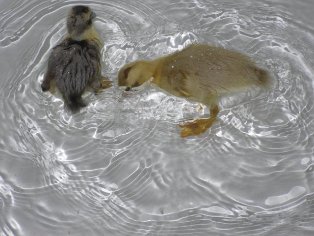 54807_ducklings_6.jpg