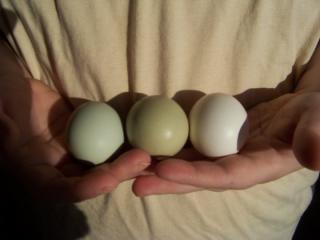 54853_green_egg_pic.jpg
