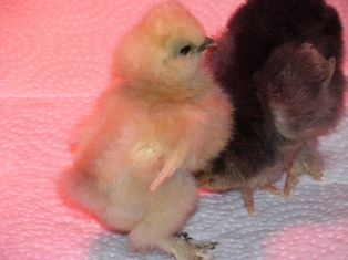 54906_chicks_1_week_old_009.jpg