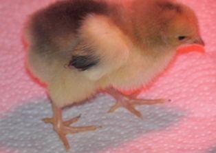 54906_chicks_1_week_old_010.jpg