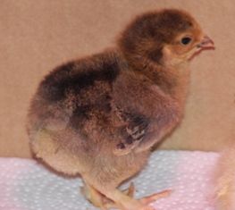 54906_chicks_1_week_old_011.jpg
