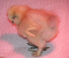 54906_chicks_1_week_old_012.jpg