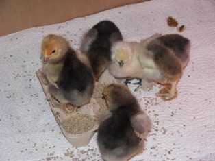 54906_chicks_1_week_old_015.jpg
