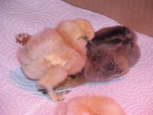 54906_chicks_1_week_old_017.jpg