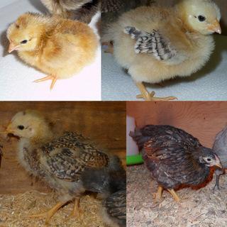 54909_all_the_new_chicks.jpg