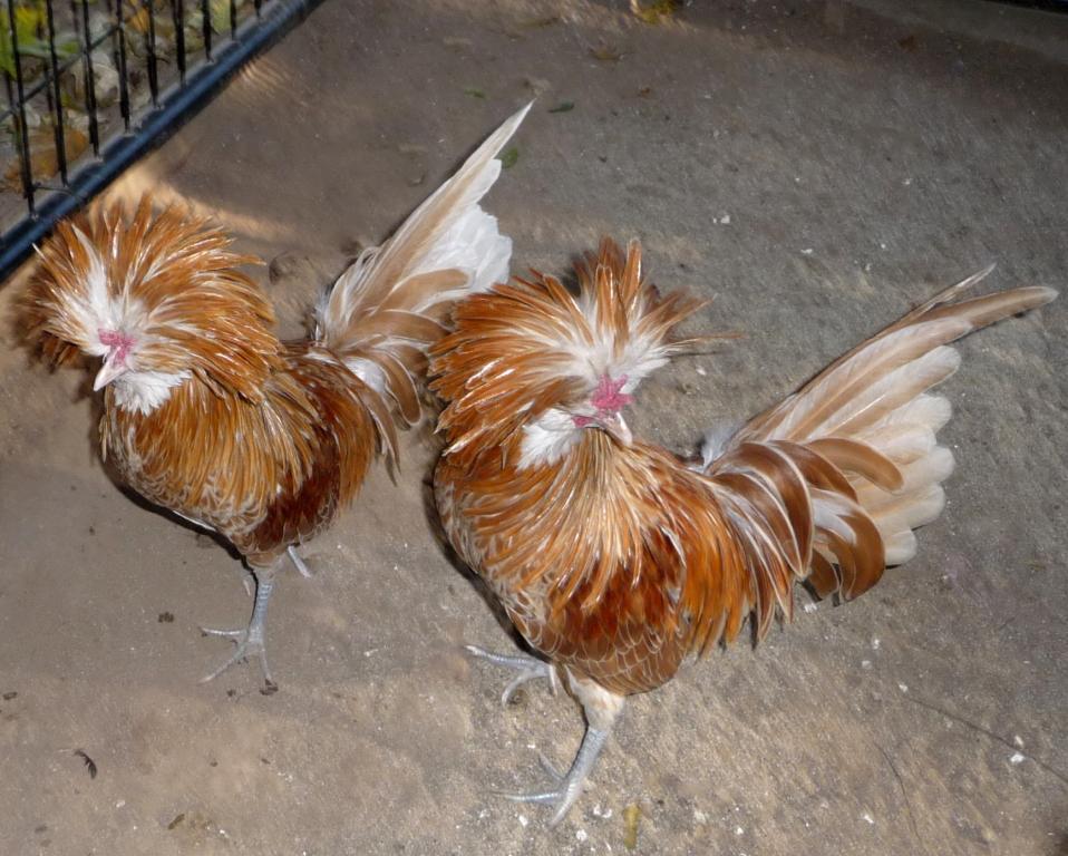 Ford poultry hatchery northern ca #4