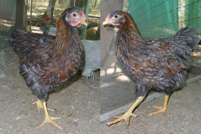 54909_too_many_chickens.jpg