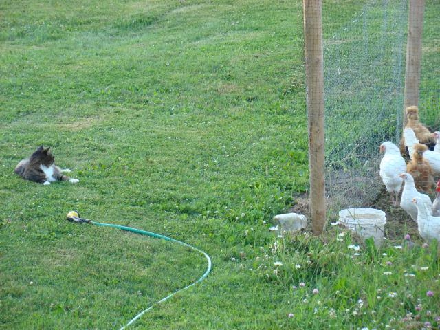 54911_dsc01970.jpg