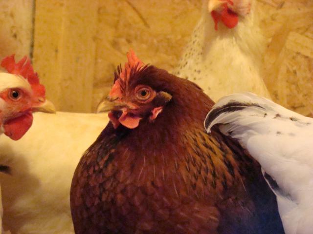 54911_dsc05138.jpg