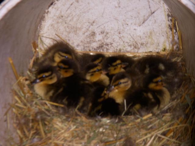 54964_babyducks.jpg
