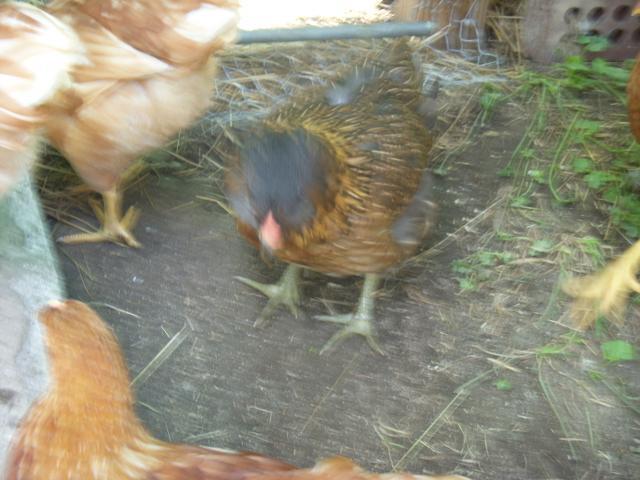 54964_roo2_6_8_10.jpg