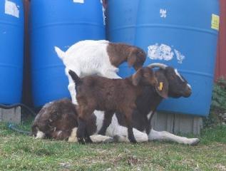 54966_goat__babies.jpg