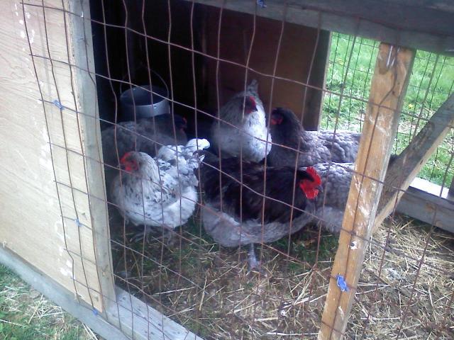 54967_hens_and_dark_roo.jpg