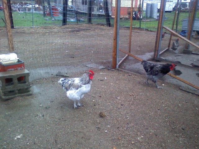 54967_roosters-2.jpg