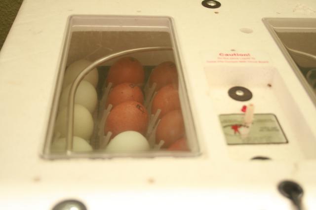 54997_eggs_going_in2_may_23_3_15pm.jpg