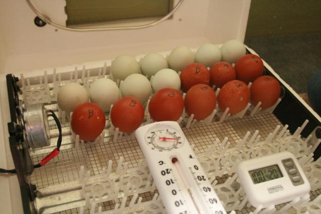 54997_eggs_going_in_may_23_3_15pm.jpg