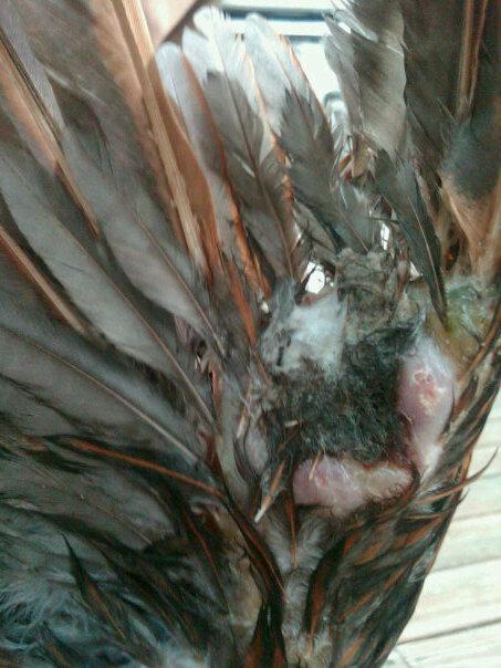 54997_hurt_bird.jpg