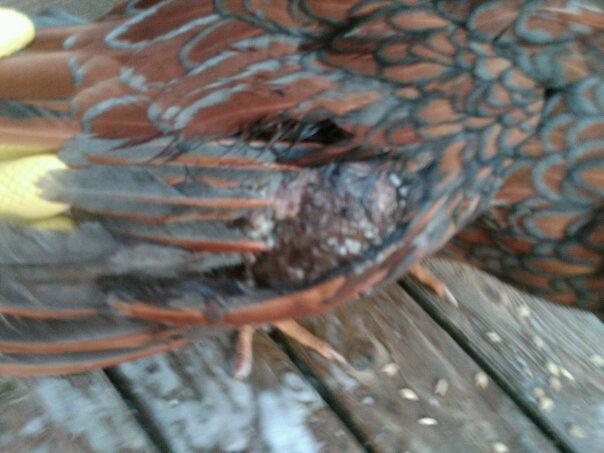 54997_hurt_bird2.jpg