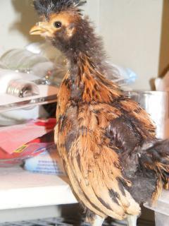55052_dscf2827.jpg