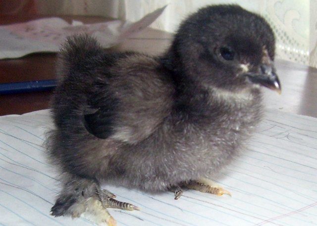5506_featherfooted_1.jpg