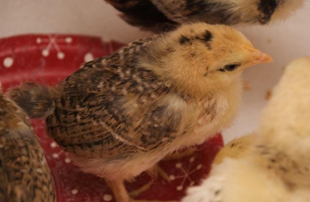 55102_chick1.jpg