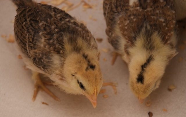 55102_chick2.jpg