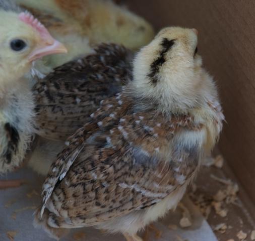 55102_chick3.jpg