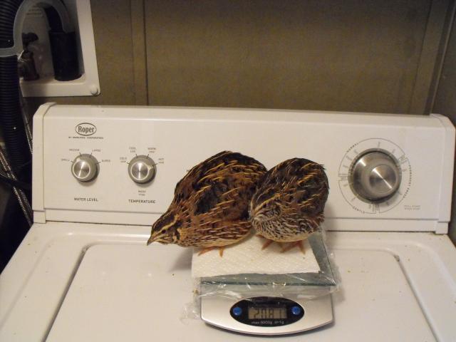 55117_quail_1_7_11_027.jpg