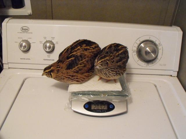 55117_quail_1_7_11_030.jpg