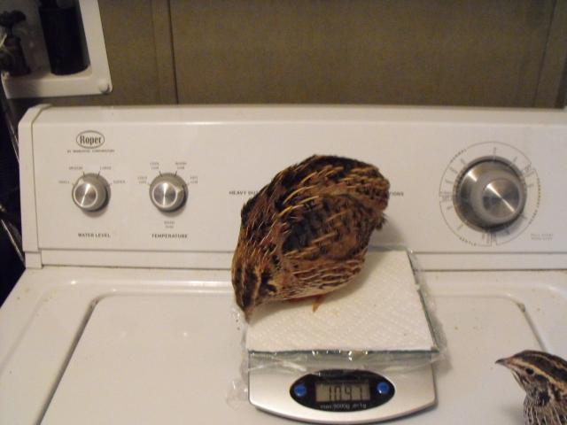 55117_quail_1_7_11_031.jpg