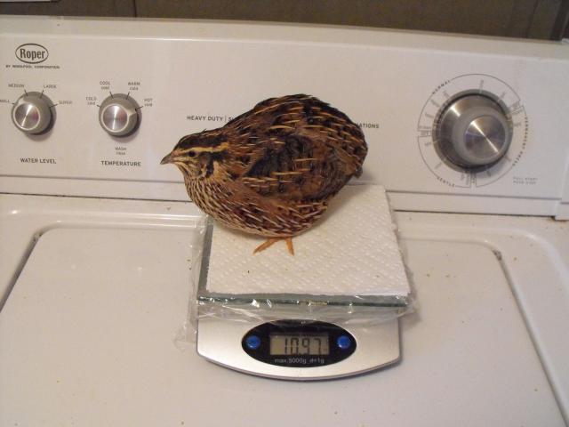 55117_quail_1_7_11_039.jpg